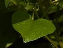 leaf  : nom scientifique : Clematitis vitalba (L.) Moench , Clematitis , Ranunculaceae 