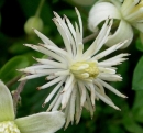 flower  : nom scientifique : Clematitis vitalba (L.) Moench , Clematitis , Ranunculaceae 