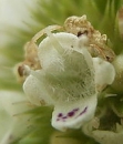 flower  : nom scientifique : Polygonatum verticillatum (L.) All. , Polygonatum , Asparagaceae 