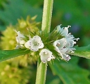 flower  : nom scientifique : Polygonatum verticillatum (L.) All. , Polygonatum , Asparagaceae 