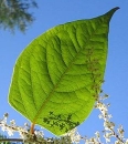 leaf  : nom scientifique : Fallopia japonica (Houtt.) Ronse Decr. , Fallopia , Polygonaceae 