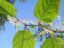 stemleaf  : nom scientifique : Fallopia japonica (Houtt.) Ronse Decr. , Fallopia , Polygonaceae 