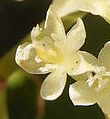 flower  : nom scientifique : Fallopia japonica (Houtt.) Ronse Decr. , Fallopia , Polygonaceae 