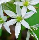 flower  : nom scientifique : Allium ursinum L. , Allium , Amaryllidaceae 