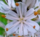 flower  : nom scientifique : Asphodelus albus Mill. , Asphodelus , Xanthorrhoeaceae 