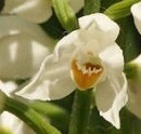 flower  : nom scientifique : Cephalanthera longifolia (L.) Fritsch , Cephalanthera , Orchidaceae 