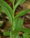 stemleaf  : nom scientifique : Cephalanthera longifolia (L.) Fritsch , Cephalanthera , Orchidaceae 