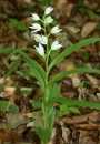 whole  : nom scientifique : Cephalanthera longifolia (L.) Fritsch , Cephalanthera , Orchidaceae 