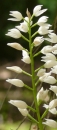 flower  : nom scientifique : Cephalanthera longifolia (L.) Fritsch , Cephalanthera , Orchidaceae 