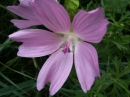 flower  : nom scientifique : Malva moschata L. , Malva , Malvaceae 