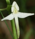 flower  : nom scientifique : Platanthera bifolia (L.) Rich. , Platanthera , Orchidaceae 