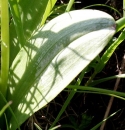 leaf  : nom scientifique : Platanthera bifolia (L.) Rich. , Platanthera , Orchidaceae 