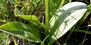 stemleaf  : nom scientifique : Platanthera bifolia (L.) Rich. , Platanthera , Orchidaceae 