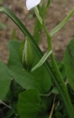 leaf  : nom scientifique : Ornithogalum umbellatum L. , Ornithogalum , Asparagaceae 