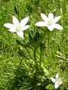 whole  : nom scientifique : Ornithogalum umbellatum L. , Ornithogalum , Asparagaceae 