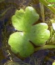 leaf  : nom scientifique : Ranunculus aquatilis L. , Ranunculus , Ranunculaceae 