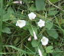 whole  : nom scientifique : Convolvulus arvensis L. , Convolvulus , Convolvulaceae 