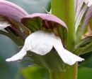 flower  : nom scientifique : Acanthus mollis L. , Acanthus , Acanthaceae 