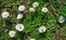 whole  : nom scientifique : Bellis perennis L. , Bellis , Asteraceae 