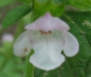 flower  : nom scientifique : Melissa officinalis L. , Melissa , Lamiaceae 