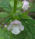 stemleaf  : nom scientifique : Melissa officinalis L. , Melissa , Lamiaceae 