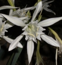 flower  : nom scientifique : Pancratium maritimum L. , Pancratium , Amaryllidaceae 