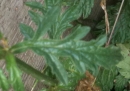 leaf  : nom scientifique : Verbena officinalis L. , Verbena , Verbenaceae 