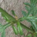 stemleaf  : nom scientifique : Verbena officinalis L. , Verbena , Verbenaceae 