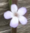 flower  : nom scientifique : Verbena officinalis L. , Verbena , Verbenaceae 