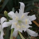 flower  : 