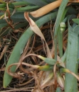 leaf  : 