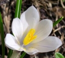 flower  : nom scientifique : Crocus vernus Hill , Crocus , Iridaceae 