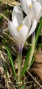 whole  : nom scientifique : Crocus vernus Hill , Crocus , Iridaceae 