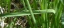 leaf  : nom scientifique : Narcissus poeticus L. , Narcissus , Amaryllidaceae 