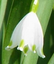 flower  : nom scientifique : Leucojum aestivum L. , Leucojum , Amaryllidaceae 