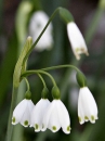 flower  : nom scientifique : Leucojum aestivum L. , Leucojum , Amaryllidaceae 