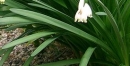 leaf  : nom scientifique : Leucojum aestivum L. , Leucojum , Amaryllidaceae 