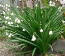 whole  : nom scientifique : Leucojum aestivum L. , Leucojum , Amaryllidaceae 