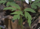 leaf  : nom scientifique : Anemone nemorosa L. , Anemone , Ranunculaceae 