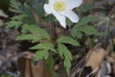 stemleaf  : nom scientifique : Anemone nemorosa L. , Anemone , Ranunculaceae 