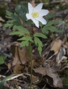 whole  : nom scientifique : Anemone nemorosa L. , Anemone , Ranunculaceae 