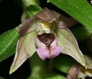 flower  : nom scientifique : Epipactis helleborine (L.) Crantz , Epipactis , Orchidaceae 