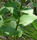 stemleaf  : nom scientifique : Epipactis helleborine (L.) Crantz , Epipactis , Orchidaceae 