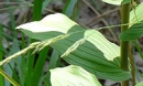 leaf  : nom scientifique : Epipactis helleborine (L.) Crantz , Epipactis , Orchidaceae 