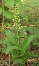 whole  : nom scientifique : Epipactis helleborine (L.) Crantz , Epipactis , Orchidaceae 