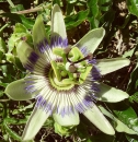 flower  : nom scientifique : Passiflora caerulea L. , Passiflora , Passifloraceae 