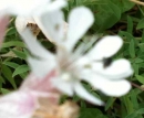 flower  : nom scientifique : Silene vulgaris (Moench) Garcke , Silene , Caryophyllaceae 