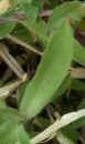 leaf  : nom scientifique : Silene vulgaris (Moench) Garcke , Silene , Caryophyllaceae 