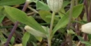 stemleaf  : nom scientifique : Silene vulgaris (Moench) Garcke , Silene , Caryophyllaceae 