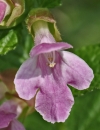 flower : nom scientifique : Melittis melissophyllum L. , Melittis , Lamiaceae